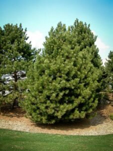 Сосна Чёрная (Pinus Nigra) купить по цене от 270.00р. в интернет-магазине «Посадика» с доставкой почтой в в Заволжьее и по всей России – [изображение №1].