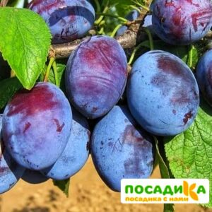 Слива Чачакская ранняя купить по цене от 229.00р. в интернет-магазине «Посадика» с доставкой почтой в в Заволжьее и по всей России – [изображение №1].