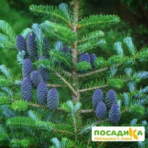 Пихта корейская (Abies koreana) купить по цене от 450.00р. в интернет-магазине «Посадика» с доставкой почтой в в Заволжьее и по всей России – [изображение №1].