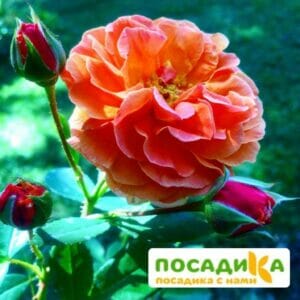 Роза Арабия купить по цене от 350.00р. в интернет-магазине «Посадика» с доставкой почтой в в Заволжьее и по всей России – [изображение №1].