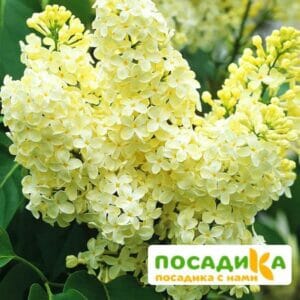 Сирень Примроуз (Primrose) купить по цене от 529.00р. в интернет-магазине «Посадика» с доставкой почтой в в Заволжьее и по всей России – [изображение №1].