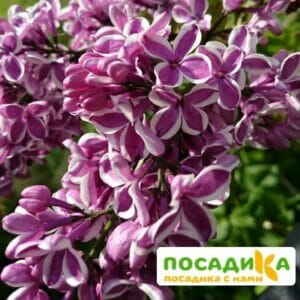 Сирень Сенсация купить по цене от 529.00р. в интернет-магазине «Посадика» с доставкой почтой в в Заволжьее и по всей России – [изображение №1].