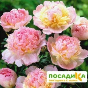 Пион Распберри Сандей (Paeonia Raspberry Sundae) купить по цене от 959р. в интернет-магазине «Посадика» с доставкой почтой в в Заволжьее и по всей России – [изображение №1].