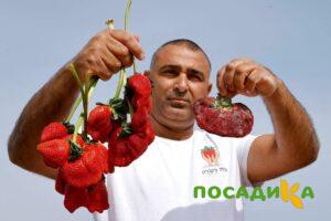 Клубника Гигант Джорнея купить по цене от 266р. в интернет-магазине «Посадика» с доставкой почтой в в Заволжьее и по всей России – [изображение №1].