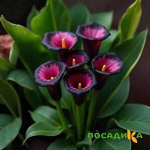 Калла Аура Лейс купить по цене от 400р. в интернет-магазине «Посадика» с доставкой почтой в в Заволжьее и по всей России – [изображение №1].