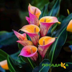 Калла Оникс купить по цене от 450р. в интернет-магазине «Посадика» с доставкой почтой в в Заволжьее и по всей России – [изображение №1].