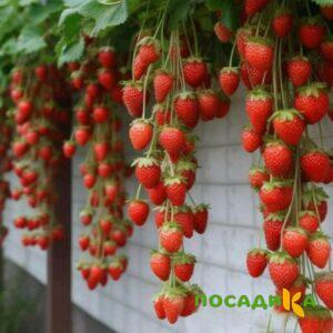 Клубника вьющаяся Комплимент купить по цене от 470р. в интернет-магазине «Посадика» с доставкой почтой в в Заволжьее и по всей России – [изображение №1].