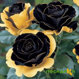 Роза Ханни Сикл купить по цене от 700р. в интернет-магазине «Посадика» с доставкой почтой в в Заволжьее и по всей России – [изображение №1].