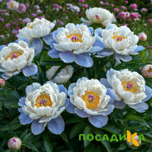 Пион акварельный Этюд купить по цене от 806р. в интернет-магазине «Посадика» с доставкой почтой в в Заволжьее и по всей России – [изображение №1].