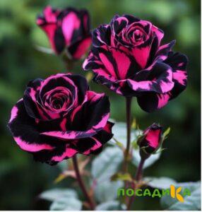 Роза Багровый Шепот купить по цене от 366р. в интернет-магазине «Посадика» с доставкой почтой в в Заволжьее и по всей России – [изображение №1].