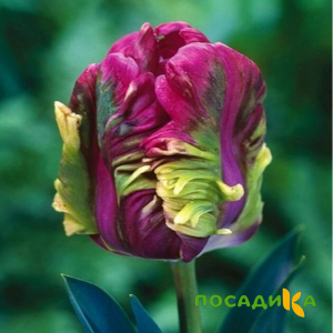 Тюльпан Экзотик Хэвен купить по цене от 186р. в интернет-магазине «Посадика» с доставкой почтой в в Заволжьее и по всей России – [изображение №1].