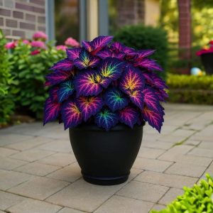 Хоста Фрости Блю купить по цене от 389р. в интернет-магазине «Посадика» с доставкой почтой в в Заволжьее и по всей России – [изображение №1].