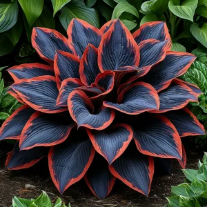 Хоста Солнечный Агат купить по цене от 440р. в интернет-магазине «Посадика» с доставкой почтой в в Заволжьее и по всей России – [изображение №1].