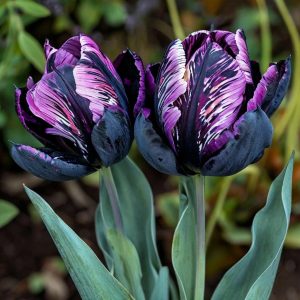 Тюльпан Блэк Каньон купить по цене от 305р. в интернет-магазине «Посадика» с доставкой почтой в в Заволжьее и по всей России – [изображение №1].